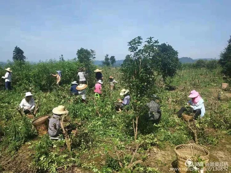 凤冈县蜂岩镇:产业调整结硕果,夏秋决战启序幕