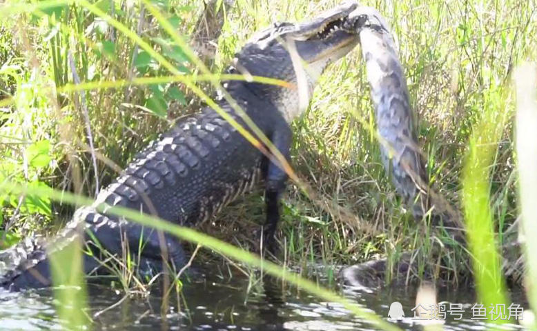 美洲短吻鳄吞食4米缅甸蟒,当"面条"一样狂