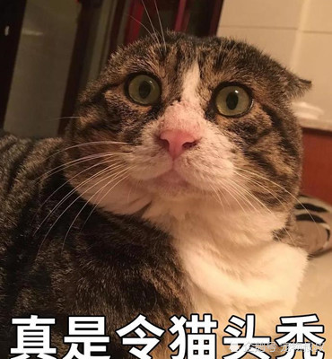 可爱猫咪爆红国外,让老外网友疯狂迷恋,只因表情太魔性