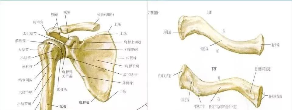 超全人体肩关节解剖图解