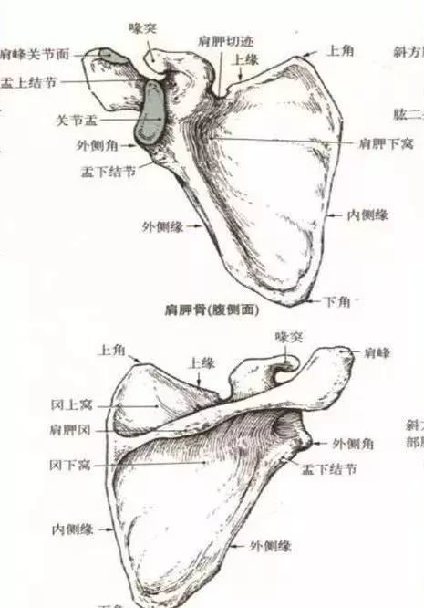超全人体肩关节解剖图解
