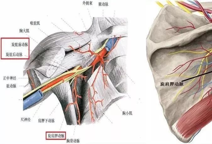(3)第三段:肩胛下动脉(胸背动脉和旋肩胛动脉),旋肱前动脉,旋肱 后