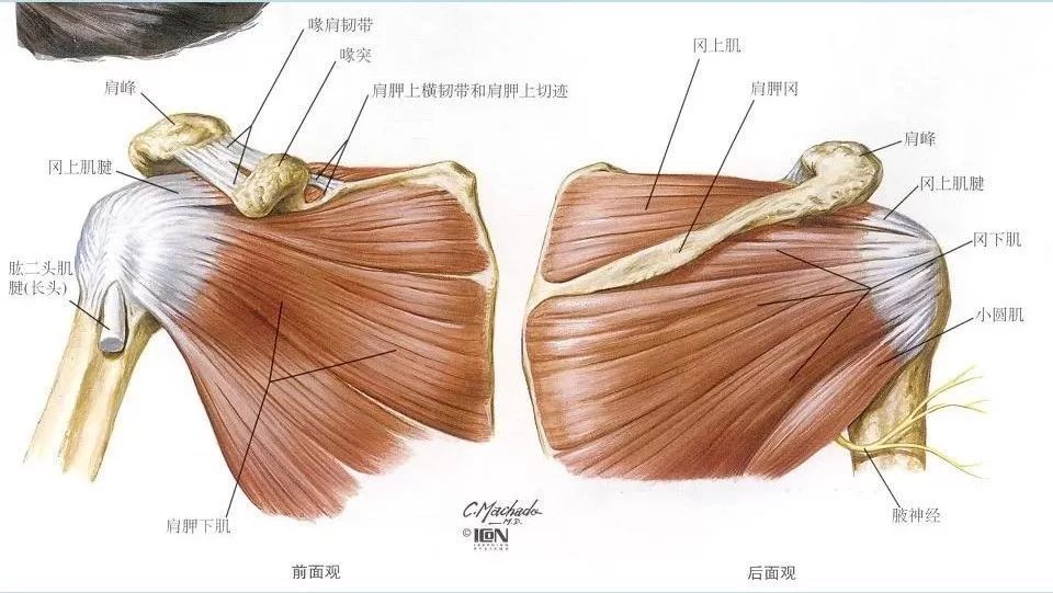 超全人体肩关节解剖图解
