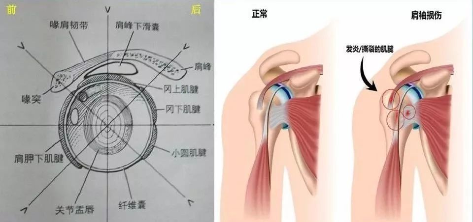 超全人体肩关节解剖图解