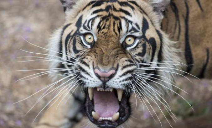 心理学:哪只老虎最凶猛?测出在你落难时谁会帮你渡过