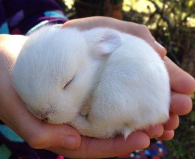 刚出生的小兔子为什么兔妈妈会选择咬死它们看完涨见识了