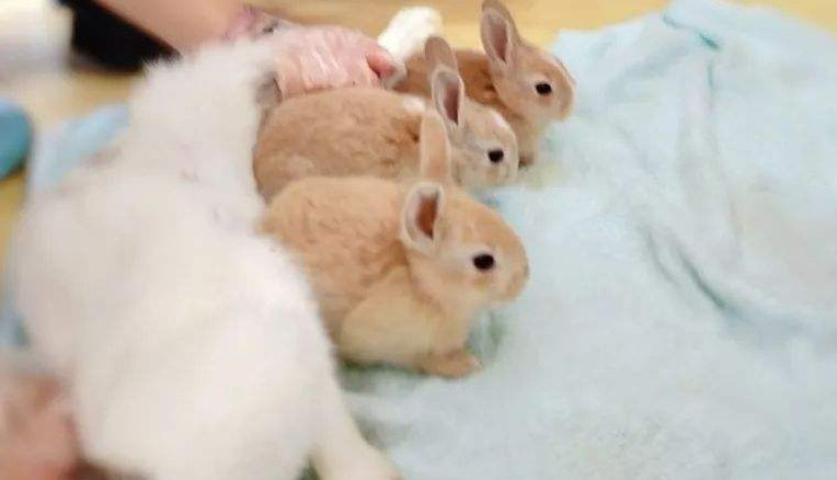 刚出生的小兔子,为什么兔妈妈会选择咬死它们?看完涨