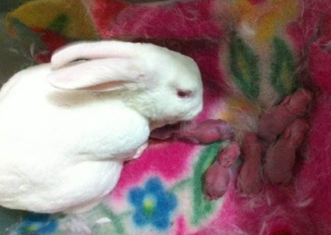 刚出生的小兔子为什么兔妈妈会选择咬死它们看完涨见识了