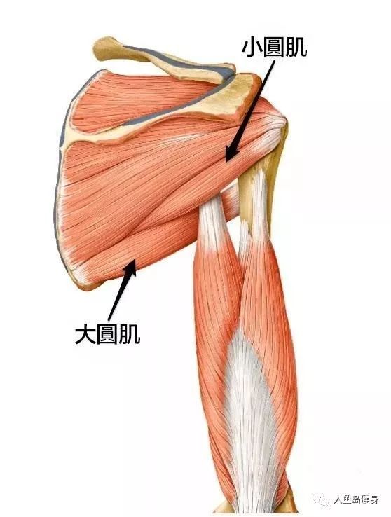 男性练虎背,不可忽视的小肌肉——大圆肌