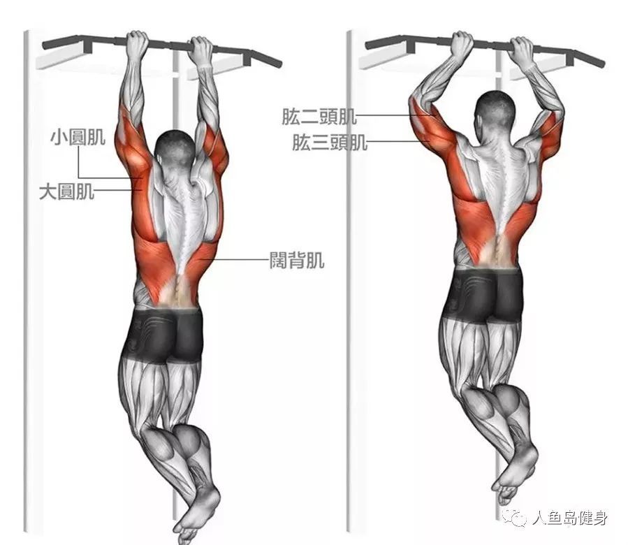 宽握下拉主要训练背阔肌上侧和外侧,是增加背部宽度的好方法.