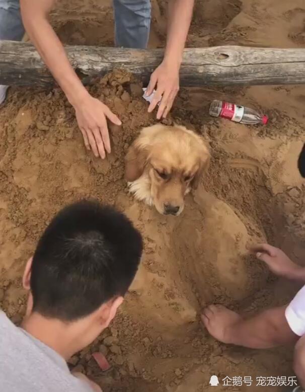 金毛被一群男人埋在土里,生无可恋,压根树木啥意思