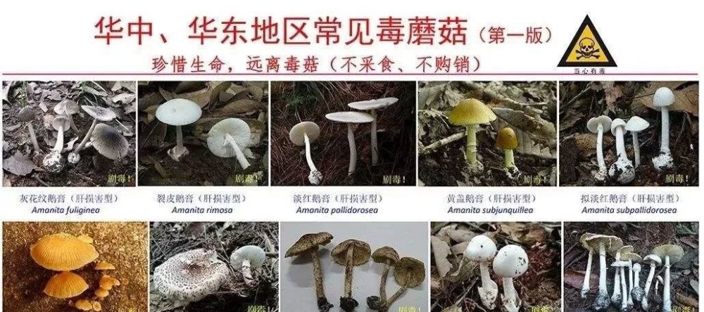 湖南已致死10人,你还在用生命辨别毒蘑菇