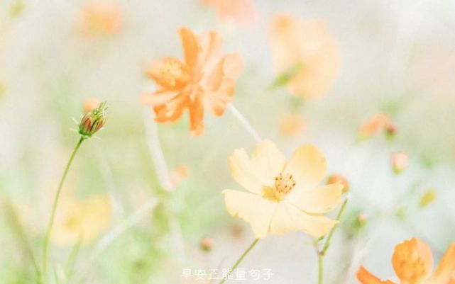 早安阳光心语简单 早安说说简短唯美句子