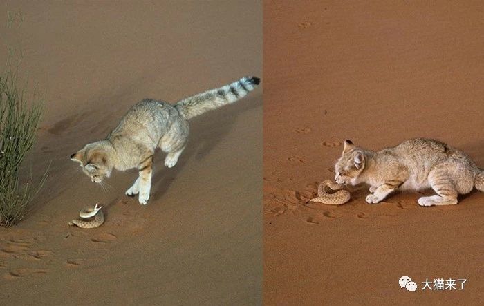 沙漠猫:沙漠中的"猎蛇者",性情敏感天敌多,家养容易
