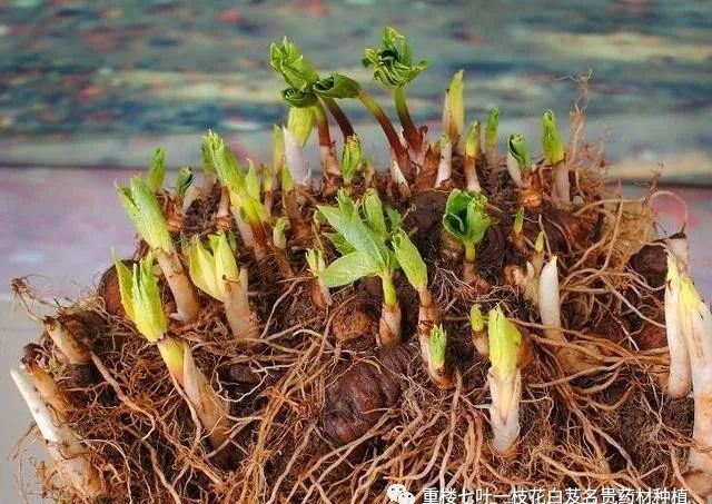 多芽重楼为什么长势快?种植产量高,育苗繁殖快,经济