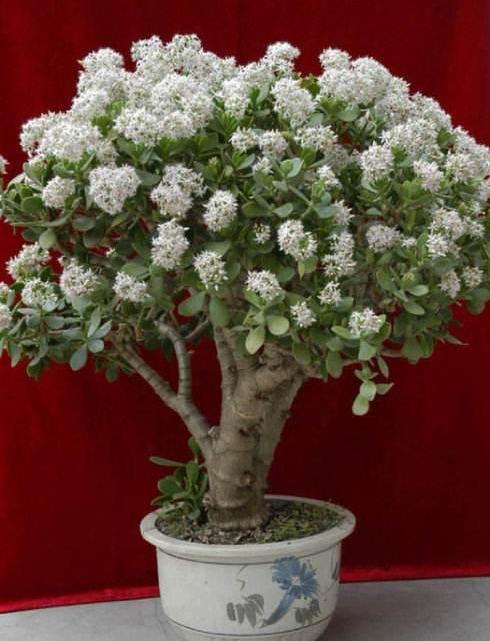 学会4招,玉树都能养开花,玉树开花,祥瑞之兆!