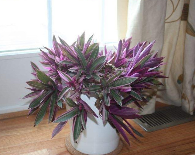 紫背万年青喜欢阴湿的环境哦,养植物一定要用心,植物才会长得好