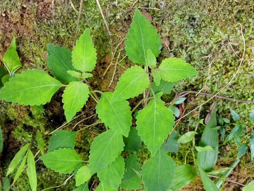 农村一种野草,人称"肝之草",价值珍贵,是民间治"肝炎"