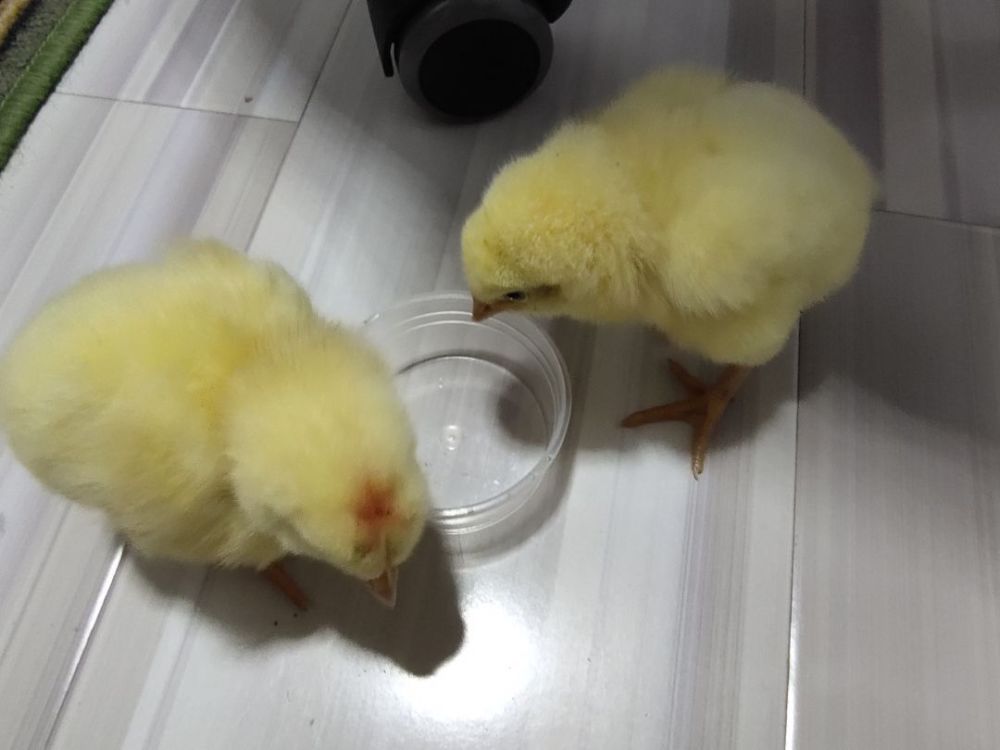 20块钱买了2只小鸡仔,本以为养不活,半年之后,结局
