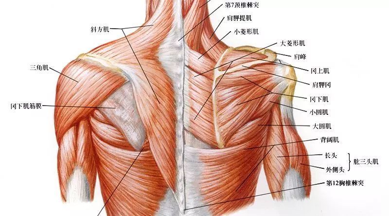 先上一张肩背部肌肉图