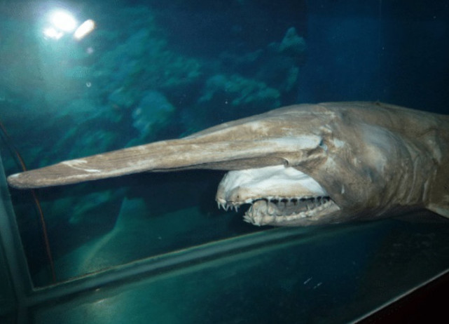 世界上十大最厉害的鲨鱼,第7个头部像锤子,第5个长着