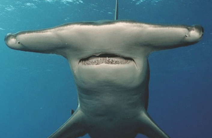 世界上十大最厉害的鲨鱼,第7个头部像锤子,第5个长着