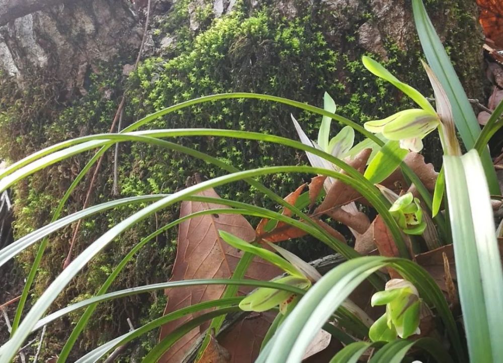 夏天采挖种植野生兰花的窍门,第5条关系兰花成活率