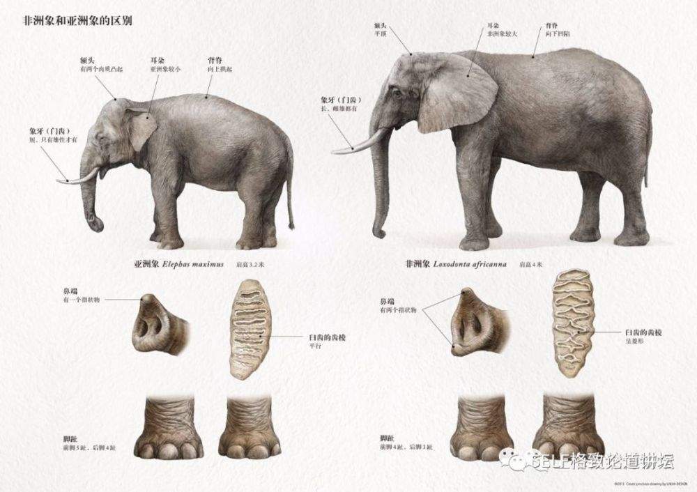 亚洲象与非洲象的区别