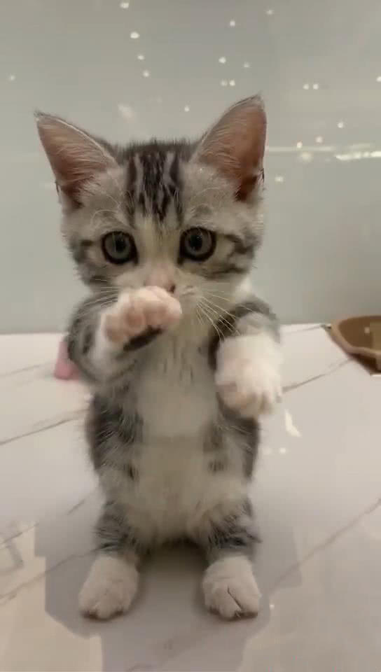 一看到有人来,小猫咪主动招手,猫咪:交个朋友吧