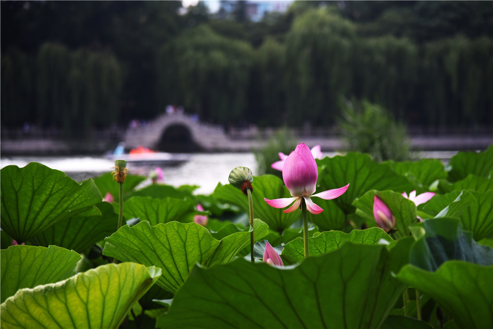 济南大明湖内的荷花.