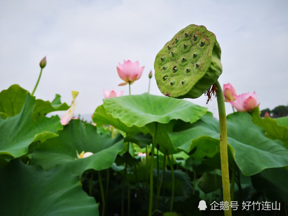 据种植者介绍,开红色荷花的花多莲蓬多,主要是产莲子;白色荷花的花少