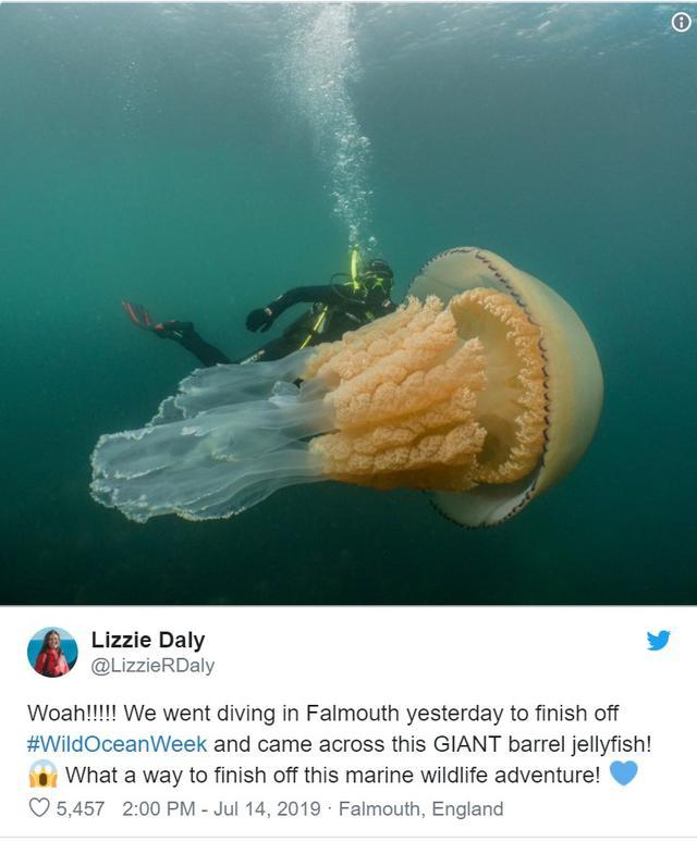 潜水员在英国海岸邂逅巨型桶状水母,合照亮了:体型比