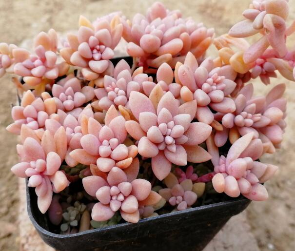 喜欢养菊花,不如养盆多肉"姬秋丽",叶子圆润饱满,观赏