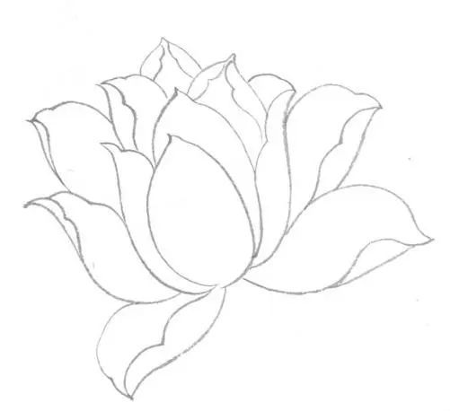 工笔粉荷花的画法及分染着色步骤