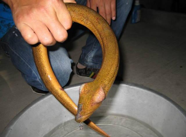 在农村捉到3斤多重的黄鳝,老人说是望月鳝有毒,这究竟是为啥?