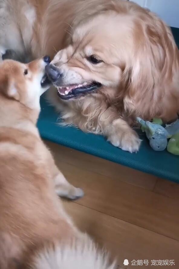 柴犬帮金毛找牙缝菜叶,金毛脸色大变,柴犬却让人笑喷