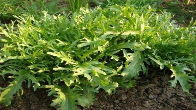 苦菊病虫害常见的有4种类型分享详细防治方法