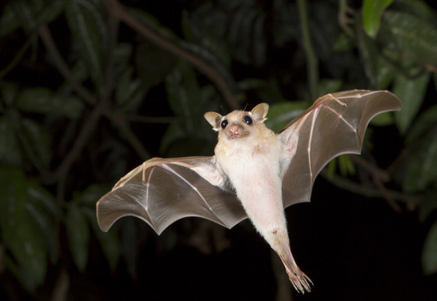 专靠吸脊椎动物的血为生的吸血蝙蝠,看上去简直让人不