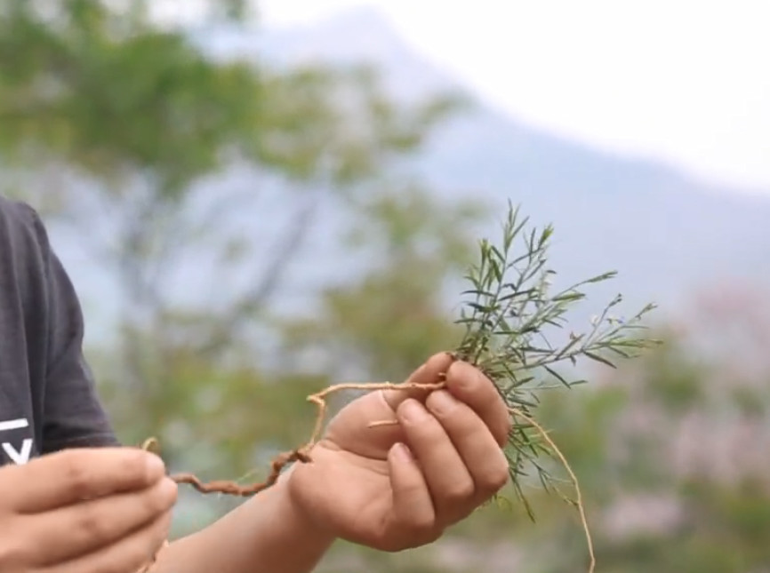 山上一种不起眼的小野草,却是几十元一斤的草药,泡茶