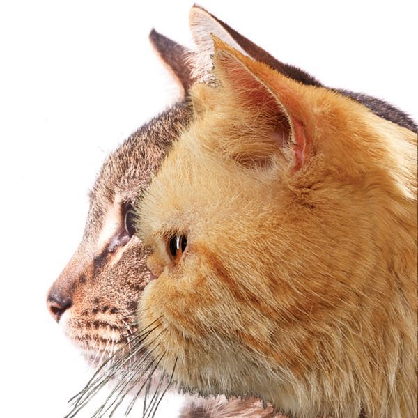 波斯猫/异国短毛猫/喜马拉雅猫这类猫咪比起一般面部结构的猫咪