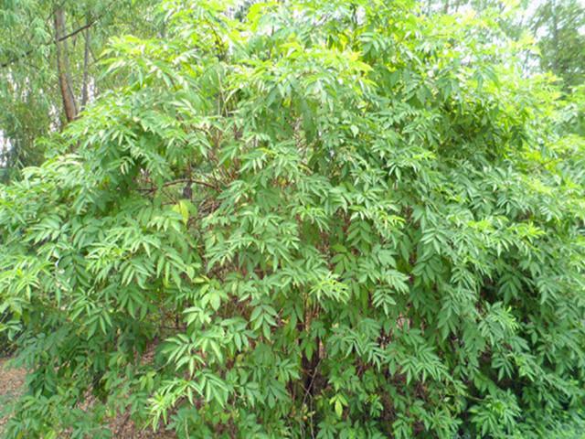 村民所说的"马尿骚",原来是大名鼎鼎的"接骨草",真是