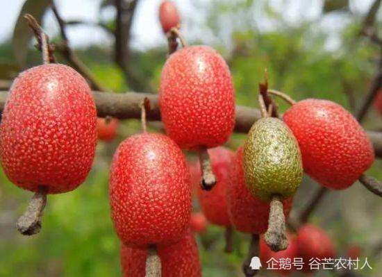 山里野生的小果子,不管它是否可以吃,看见了心里面就很舒服