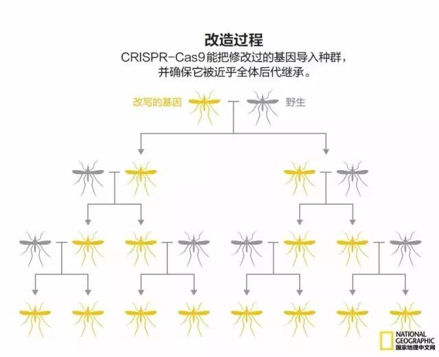 冈比亚人口数_冈比亚地图(3)