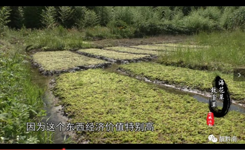 越来越多的农户积极参与到这个产业中来,如今的海花草,已成为都匀部分