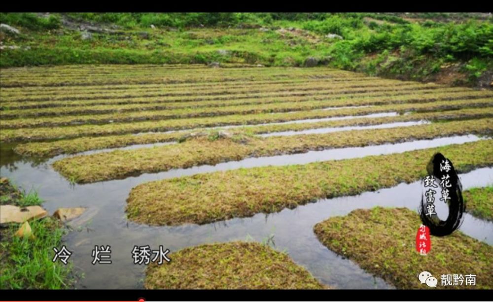 海花草 致富草