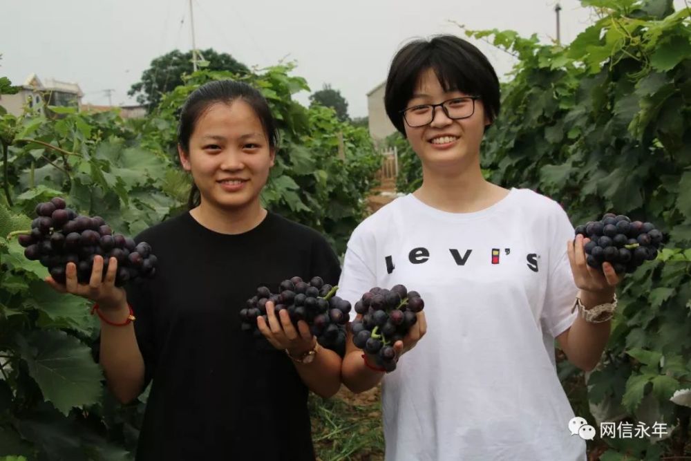 【快讯】永年区1.5万亩优质葡萄熟了,快来采摘.