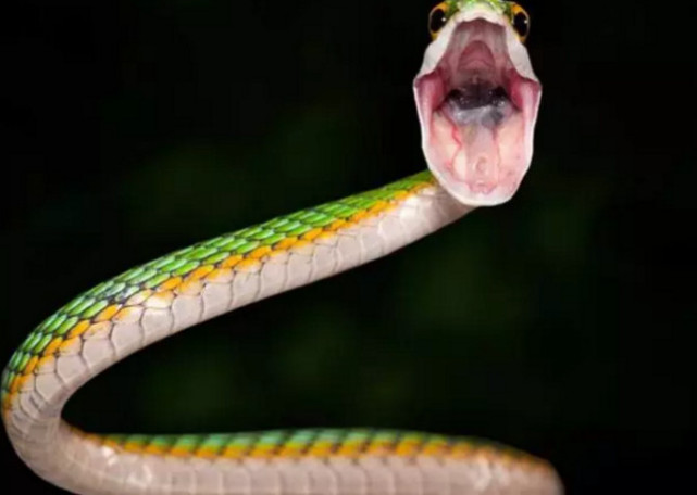 地球上颜色各异的几种蛇,张嘴獠牙你敢看吗?