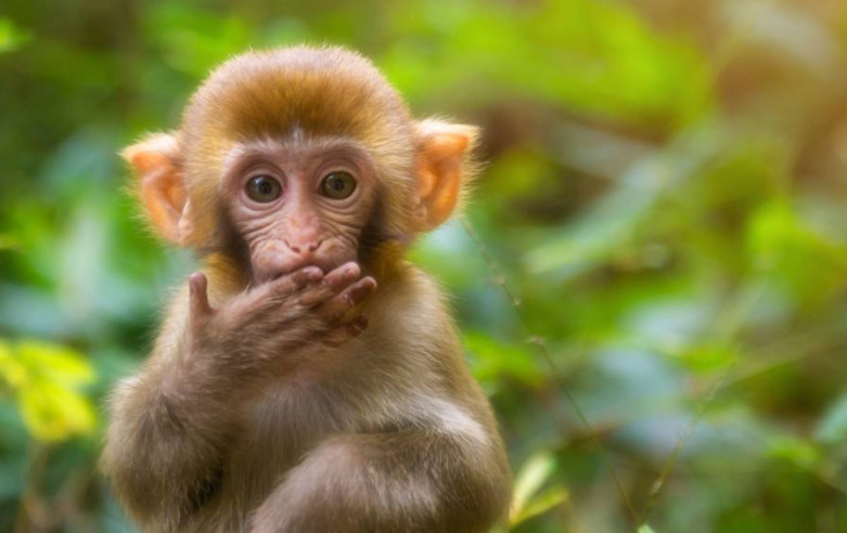 心理测试:选一只你最喜欢的猴子,测你的真实性格,超准!