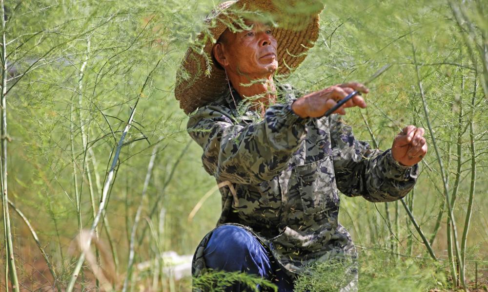 贵州黔西农民潘华林:实现种植蔬菜之王"的梦想