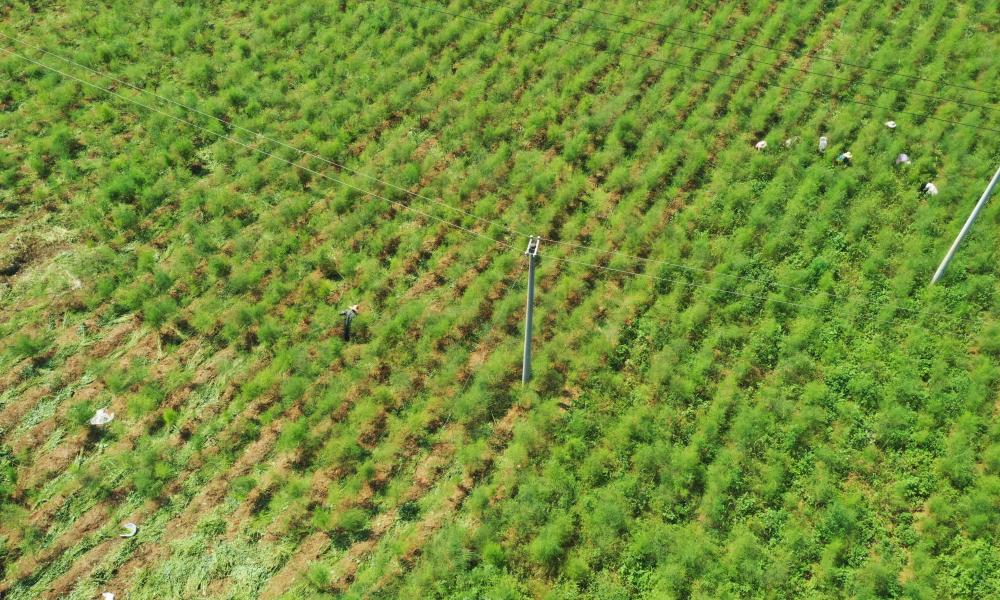 贵州黔西农民潘华林:实现种植蔬菜之王"的梦想